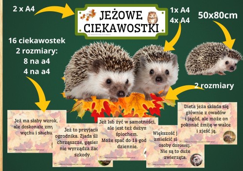 JEŻ-zdjęcie fb.jpg