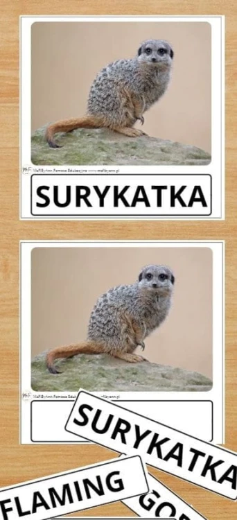 ŚWIATOWY DZIEŃ ZWIERZĄT-podgląd.jpg